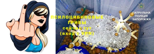 дмт Богданович